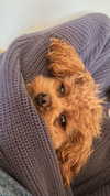 sydney_melman Altpins Profile Picture