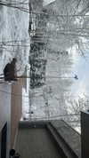 sydney_melman Altpins Profile Picture