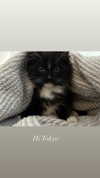 sydney_melman Altpins Profile Picture