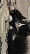 sydney_melman Altpins Profile Picture