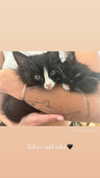 sydney_melman Altpins Profile Picture