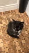 sydney_melman Altpins Profile Picture