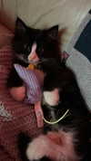sydney_melman Altpins Profile Picture