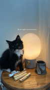 sydney_melman Altpins Profile Picture