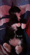 sydney_melman Altpins Profile Picture