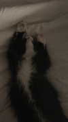 sydney_melman Altpins Profile Picture