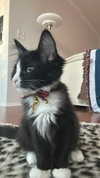 sydney_melman Altpins Profile Picture