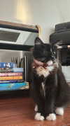 sydney_melman Altpins Profile Picture