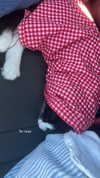 sydney_melman Altpins Profile Picture