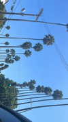 sydney_melman Altpins Profile Picture