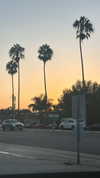 sydney_melman Altpins Profile Picture