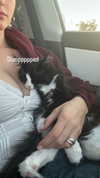 sydney_melman Altpins Profile Picture
