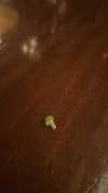 sydney_melman Altpins Profile Picture