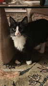 sydney_melman Altpins Profile Picture
