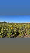 sydney_melman Altpins Profile Picture