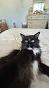 sydney_melman Altpins Profile Picture