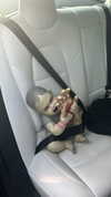 sydney_melman Altpins Profile Picture