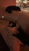 sydney_melman Altpins Profile Picture