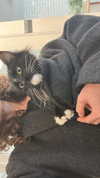 sydney_melman Altpins Profile Picture