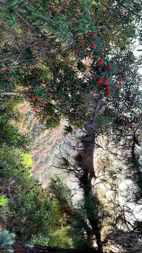 sydney_melman instagram image archive image