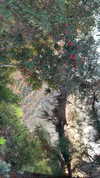 sydney_melman Altpins Profile Picture