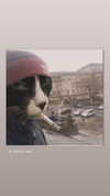 sydney_melman Altpins Profile Picture