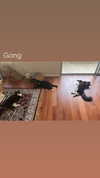 sydney_melman Altpins Profile Picture