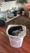sydney_melman Altpins Profile Picture