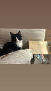 sydney_melman Altpins Profile Picture