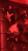 sydney_melman Altpins Profile Picture