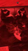sydney_melman Altpins Profile Picture