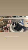 sydney_melman Altpins Profile Picture