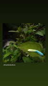 sydney_melman Altpins Profile Picture