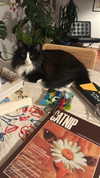 sydney_melman Altpins Profile Picture