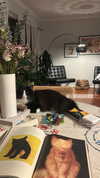 sydney_melman Altpins Profile Picture