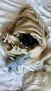 sydney_melman Altpins Profile Picture