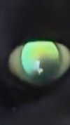 sydney_melman Altpins Profile Picture