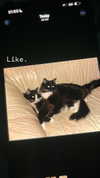sydney_melman Altpins Profile Picture