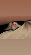 sydney_melman Altpins Profile Picture