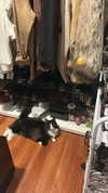 sydney_melman Altpins Profile Picture