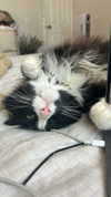 sydney_melman Altpins Profile Picture