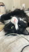 sydney_melman Altpins Profile Picture