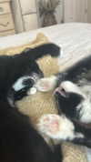 sydney_melman Altpins Profile Picture