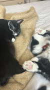 sydney_melman Altpins Profile Picture