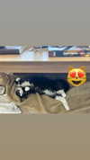 sydney_melman Altpins Profile Picture