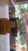 sydney_melman Altpins Profile Picture