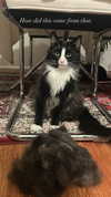 sydney_melman Altpins Profile Picture