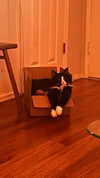 sydney_melman Altpins Profile Picture