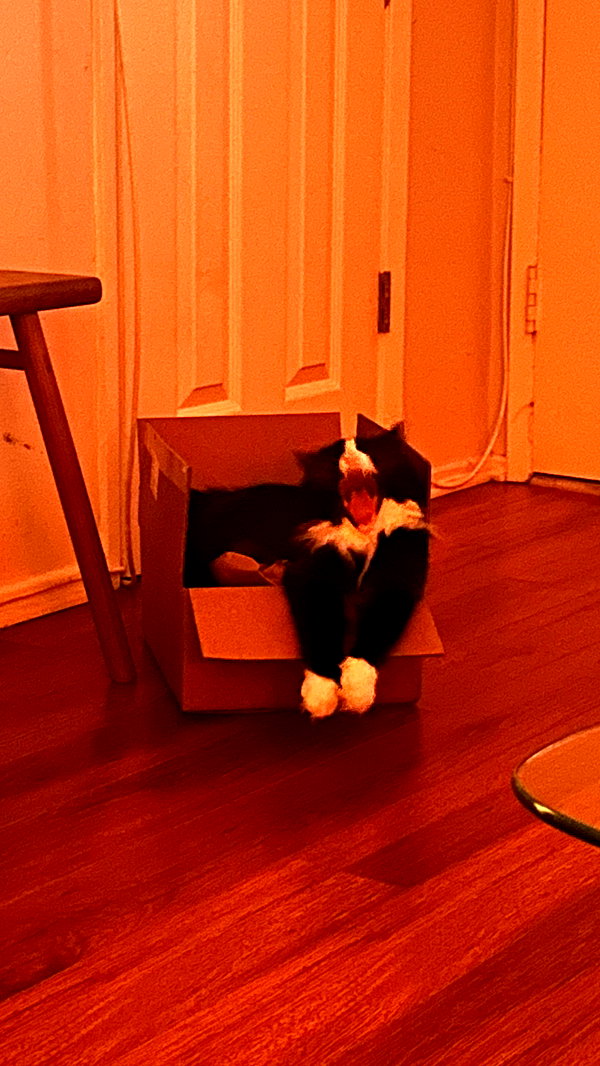 sydney_melman sydney_melman archive image