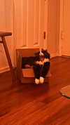 sydney_melman Altpins Profile Picture